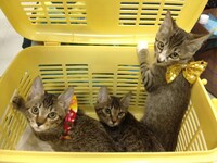 撮影に参加した仔猫たち。