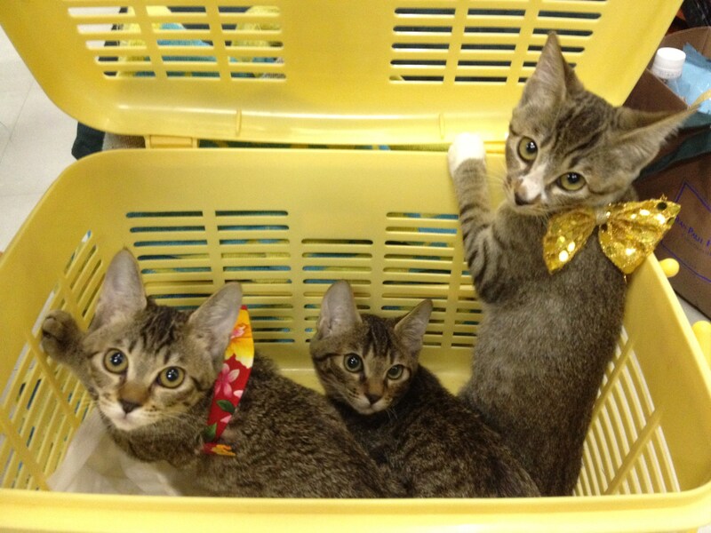 撮影に参加した仔猫たち。