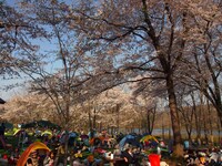 「ARABAKI ROCK FEST.12」の会場内の様子。