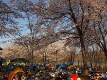 「ARABAKI ROCK FEST.12」の会場内の様子。