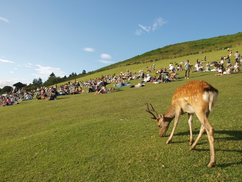 2011年の「若草山MUSIC FESTIVAL」の様子。会場が奈良公園の東端に位置するため、鹿も見られる。