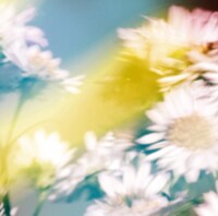 Plastic Tree「シオン」初回限定盤Aジャケット