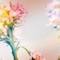 Plastic Tree「シオン」初回限定盤Bジャケット