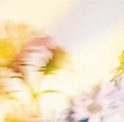 Plastic Tree「シオン」通常盤Bジャケット