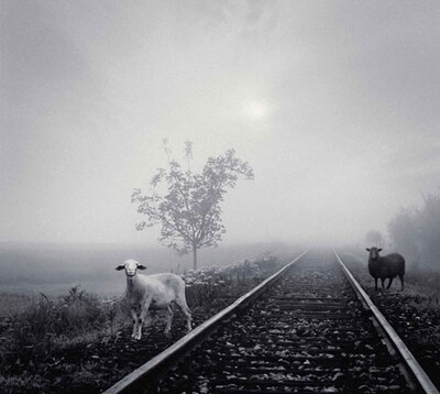 MERRY「MERRY VERY BEST ～白い羊 / 黒い羊～」初回限定盤ジャケット