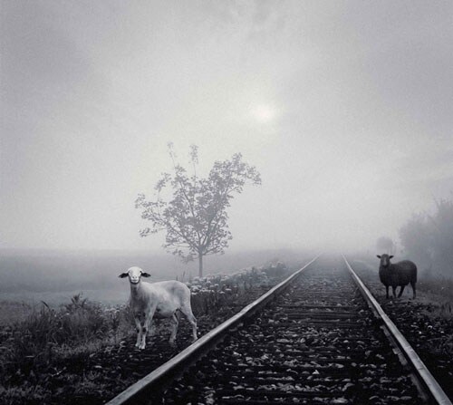 MERRY「MERRY VERY BEST ～白い羊 / 黒い羊～」初回限定盤ジャケット