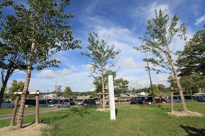 会場敷地内に植樹された桜の木。