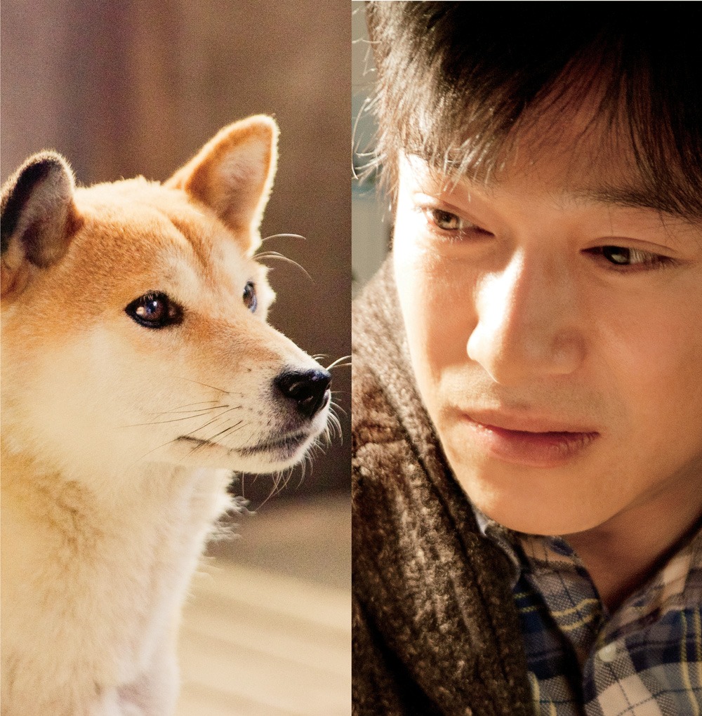 「ひまわりと子犬の7日間」メインビジュアル （c）2013「ひまわりと子犬の7日間」製作委員会