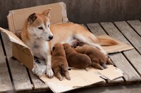 「ひまわりと子犬の7日間」場面写真 （c）2013「ひまわりと子犬の7日間」製作委員会