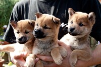 「ひまわりと子犬の7日間」場面写真 （c）2013「ひまわりと子犬の7日間」製作委員会