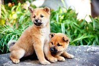 「ひまわりと子犬の7日間」場面写真 （c）2013「ひまわりと子犬の7日間」製作委員会