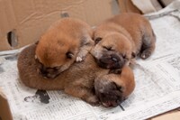 「ひまわりと子犬の7日間」場面写真 （c）2013「ひまわりと子犬の7日間」製作委員会