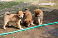 「ひまわりと子犬の7日間」場面写真 （c）2013「ひまわりと子犬の7日間」製作委員会