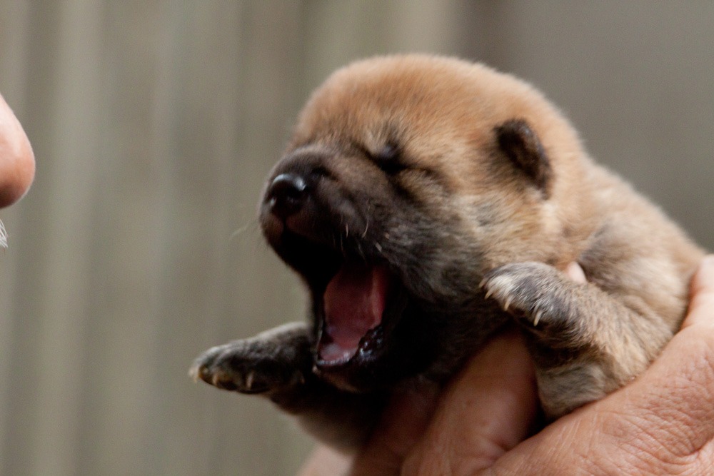 「ひまわりと子犬の7日間」場面写真 （c）2013「ひまわりと子犬の7日間」製作委員会