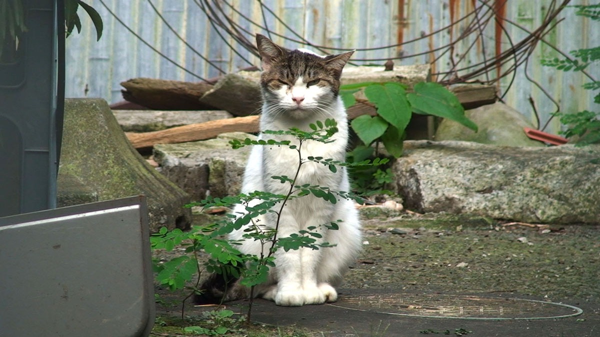 「ドキュメンタリー映画 100万回生きたねこ」のワンシーン。（C) ノンデライコ、contrall、東風