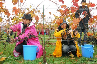 ハサミを手にぶどうを収穫するDREAMS COME TRUEの2人。