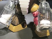 マキシマムザ亮君（マキシマム ザ ホルモン）の作品「マキシマム ザ アッガイ」。