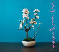 チリヌルヲワカ「あんぷらぐど～オフィシャル海賊版～」ジャケット