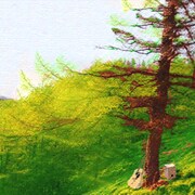 brute in forest「COLOR MATERIAL」ジャケット