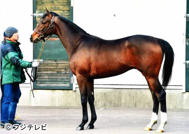 名馬 小嶋陽菜 命名 モンドシャルナ 馬券 ディープインパクト