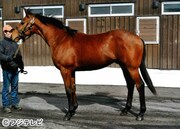 白石麻衣が名付け親となる競走馬。