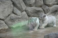 今週の人気の画像5位は「ももクロ、赤ちゃんホワイトタイガーと対面＆エサやり体験」より、ホワイトタイガーの赤ちゃん。