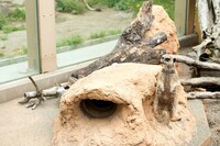 ミーアキャット