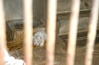 3月16日に誕生したホワイトタイガーの赤ちゃん。3人はホワイトタイガー舎のバックヤードで飼育中の赤ちゃんと対面した。