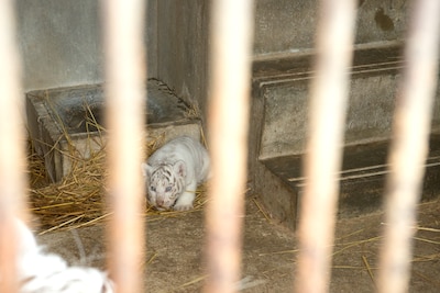 3月16日に誕生したホワイトタイガーの赤ちゃん。3人はホワイトタイガー舎のバックヤードで飼育中の赤ちゃんと対面した。