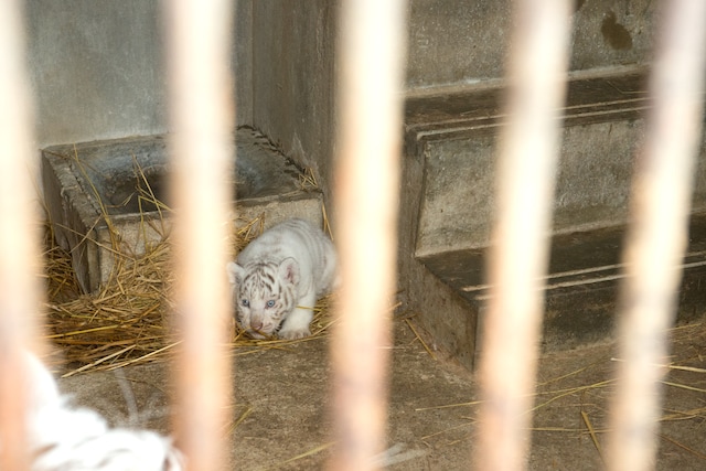 3月16日に誕生したホワイトタイガーの赤ちゃん。3人はホワイトタイガー舎のバックヤードで飼育中の赤ちゃんと対面した。