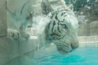 ホワイトタイガー