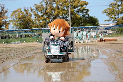 田植えをするタボくん。