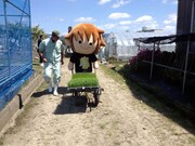 田植えをするタボくん。