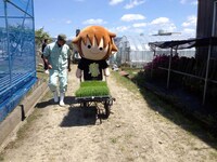 田植えをするタボくん。