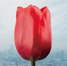 flumpool「大切なものは君以外に見当たらなくて / 微熱リフレイン」初回限定盤ジャケット