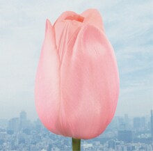 flumpool「大切なものは君以外に見当たらなくて / 微熱リフレイン」通常盤ジャケット