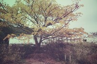 金井政人「ライフ・イズ・ミルフィーユ」イメージカット