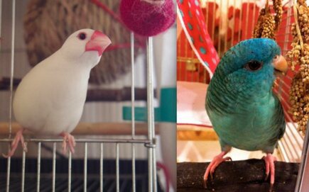右からまめちゃん（文鳥）、ナミヲ（サザナミインコ）。