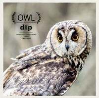 dip「OWL」ジャケット