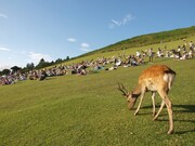 過去に開催された「若草山 MUSIC FESTIVAL」の模様