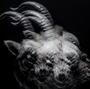 the GazettE「BEAUTIFUL DEFORMITY」通常盤ジャケット