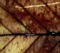 Pay money To my Pain「gene」ジャケット