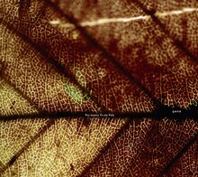 Pay money To my Pain「gene」ジャケット