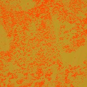 灰野敬二（experimental mixture）「in the world」ジャケット