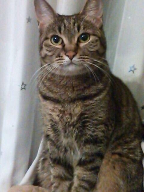 しょこたんの愛猫・マミタス。