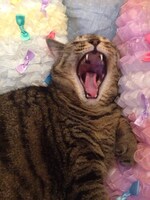 しょこたんの愛猫・マミタス。