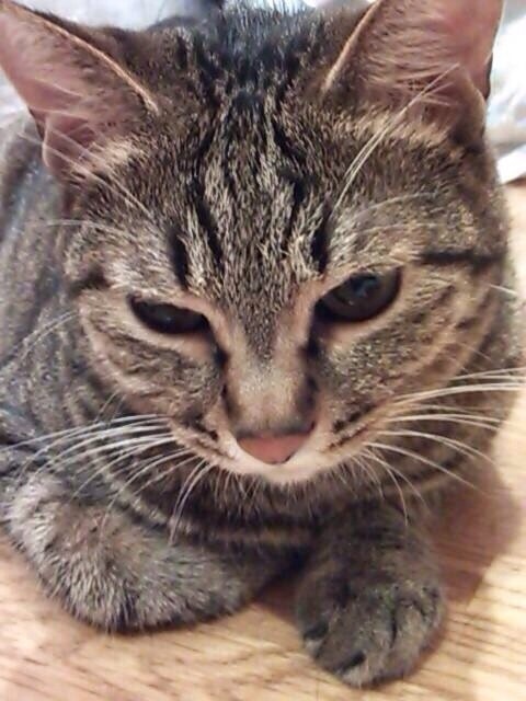しょこたんの愛猫・マミタス。