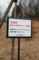 乙女新党が植えた楓。