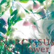Rayflower「Narcissus」ジャケット