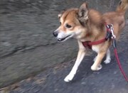 しまおまほの犬が走る！ニーネ新曲PV完成